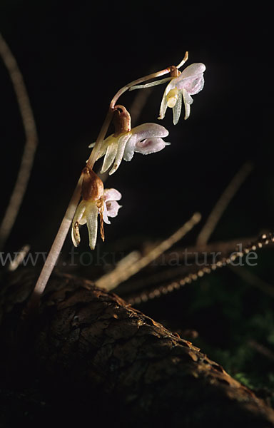 Blattloser Widerbart (Epipogium aphyllum)