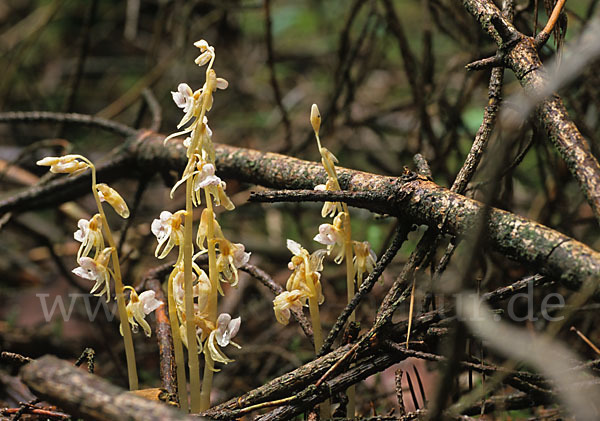 Blattloser Widerbart (Epipogium aphyllum)