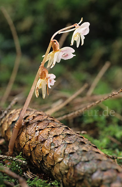 Blattloser Widerbart (Epipogium aphyllum)