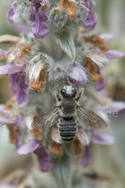 Blattschneiderbiene (Megachile willughbiella)