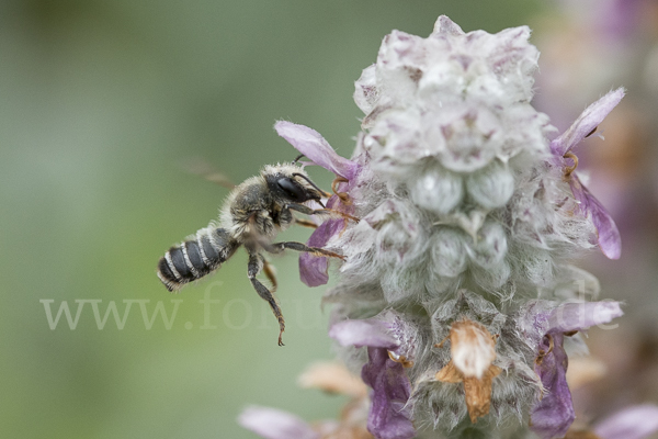 Blattschneiderbiene (Megachile willughbiella)