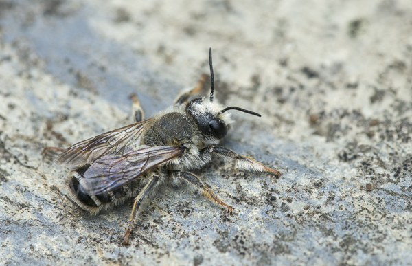 Blattschneiderbiene (Megachile willughbiella)