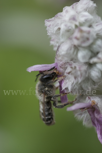 Blattschneiderbiene (Megachile willughbiella)