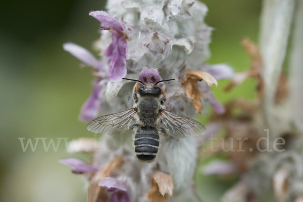 Blattschneiderbiene (Megachile willughbiella)