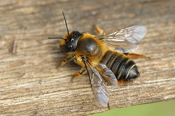 Blattschneiderbiene (Megachile willughbiella)