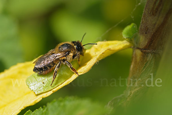 Blattschneiderbiene (Megachile willughbiella)