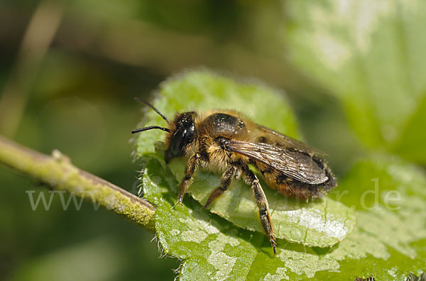 Blattschneiderbiene (Megachile willughbiella)