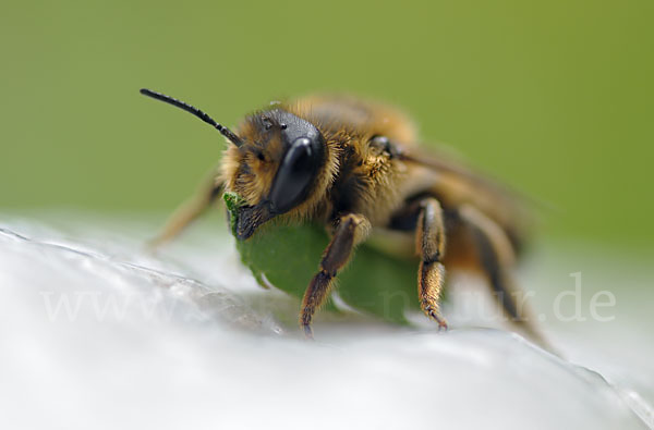 Blattschneiderbiene (Megachile willughbiella)