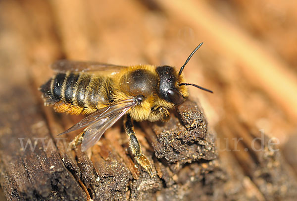 Blattschneiderbiene (Megachile willughbiella)