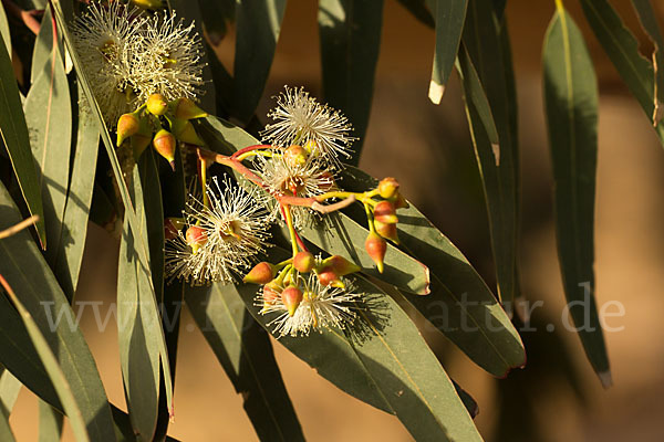 Blaue Eukalyptus (Eucalyptus globulus)