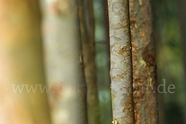 Blaue Eukalyptus (Eucalyptus globulus)