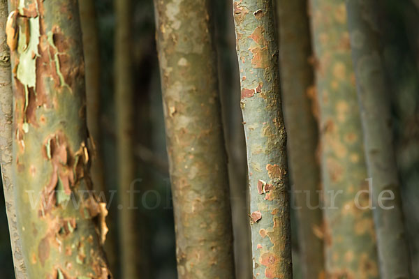 Blaue Eukalyptus (Eucalyptus globulus)