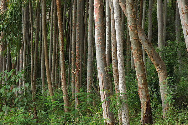 Blaue Eukalyptus (Eucalyptus globulus)