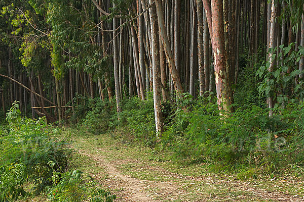 Blaue Eukalyptus (Eucalyptus globulus)