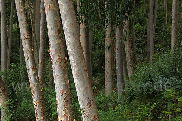 Blaue Eukalyptus (Eucalyptus globulus)