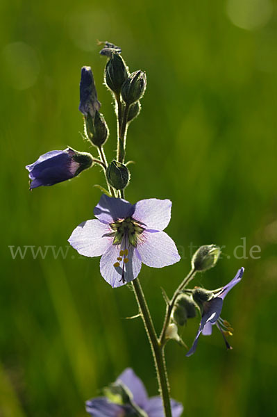 Blaue Himmelsleiter (Polemonium caeruleum)