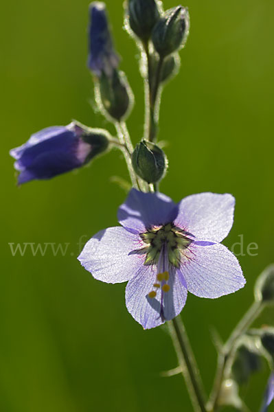 Blaue Himmelsleiter (Polemonium caeruleum)