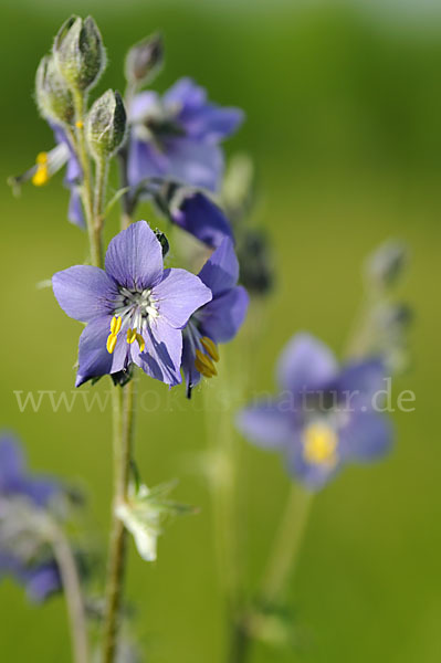 Blaue Himmelsleiter (Polemonium caeruleum)