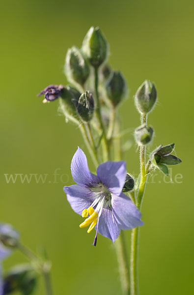 Blaue Himmelsleiter (Polemonium caeruleum)