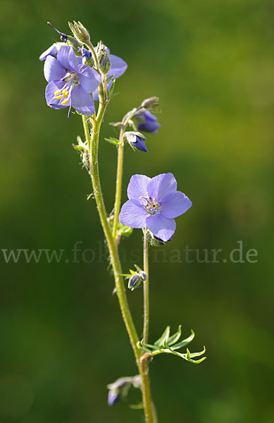 Blaue Himmelsleiter (Polemonium caeruleum)