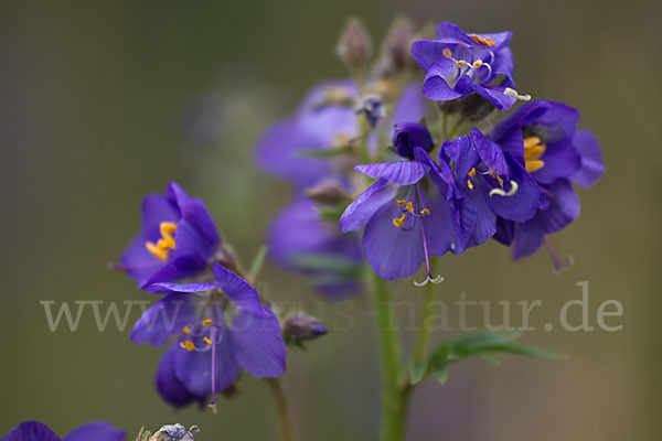 Blaue Himmelsleiter (Polemonium caeruleum)