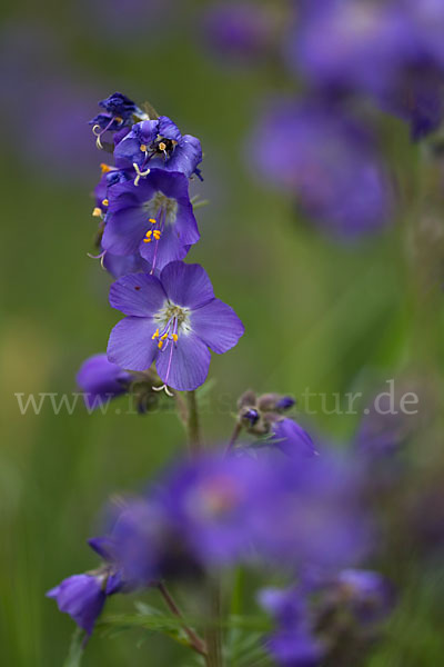 Blaue Himmelsleiter (Polemonium caeruleum)