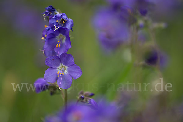 Blaue Himmelsleiter (Polemonium caeruleum)