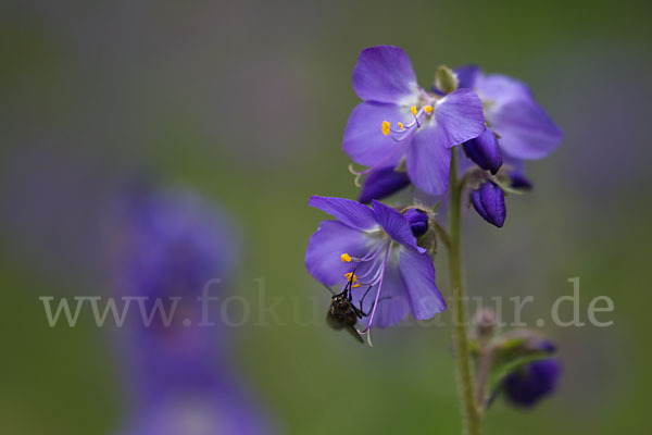 Blaue Himmelsleiter (Polemonium caeruleum)