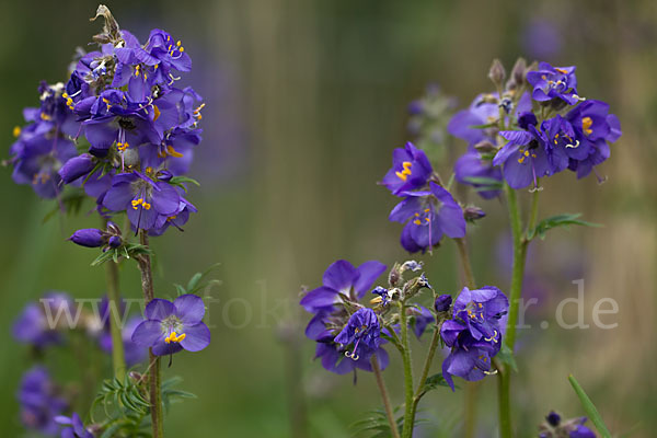 Blaue Himmelsleiter (Polemonium caeruleum)