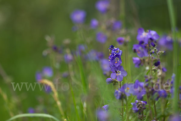 Blaue Himmelsleiter (Polemonium caeruleum)