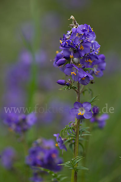 Blaue Himmelsleiter (Polemonium caeruleum)