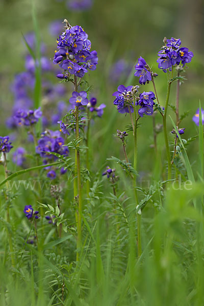 Blaue Himmelsleiter (Polemonium caeruleum)