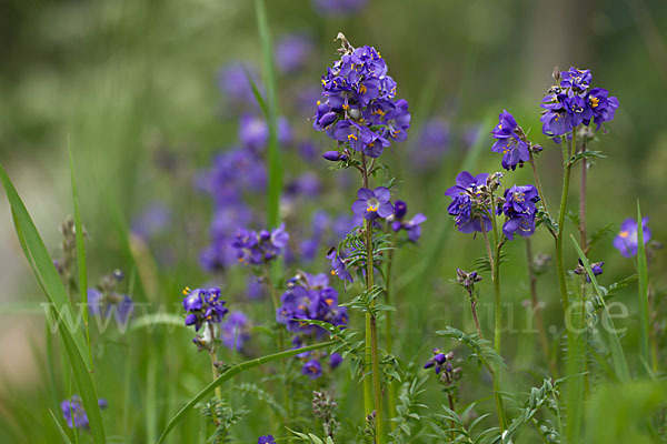 Blaue Himmelsleiter (Polemonium caeruleum)