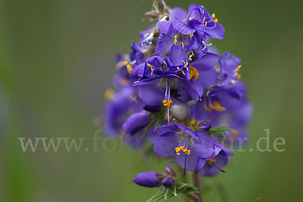 Blaue Himmelsleiter (Polemonium caeruleum)