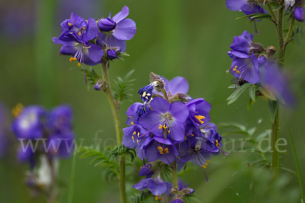 Blaue Himmelsleiter (Polemonium caeruleum)