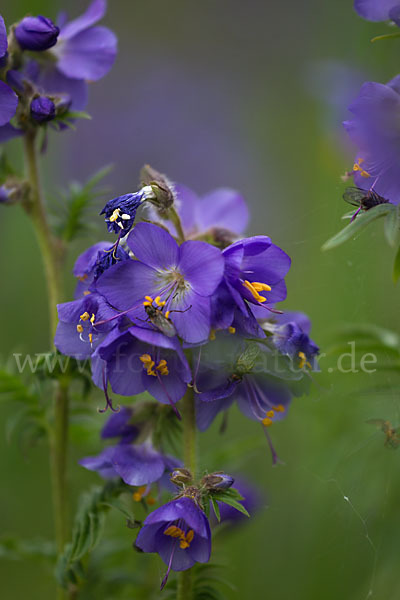 Blaue Himmelsleiter (Polemonium caeruleum)