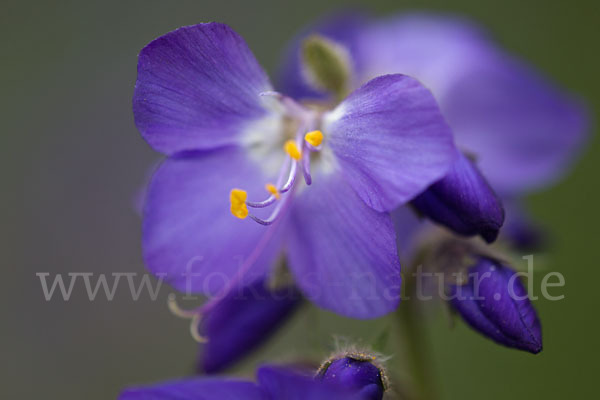 Blaue Himmelsleiter (Polemonium caeruleum)