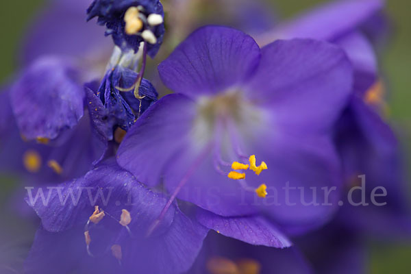 Blaue Himmelsleiter (Polemonium caeruleum)