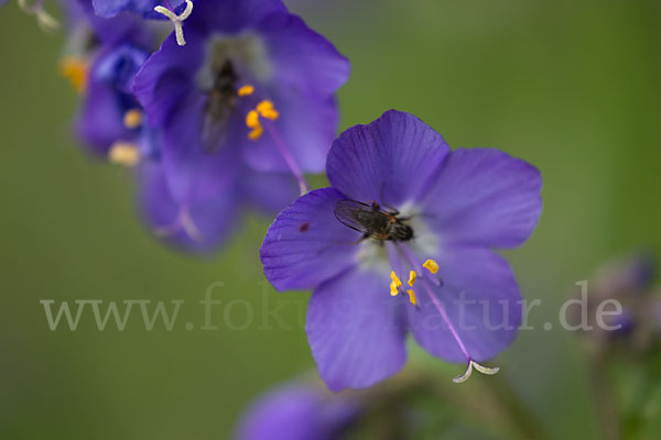 Blaue Himmelsleiter (Polemonium caeruleum)