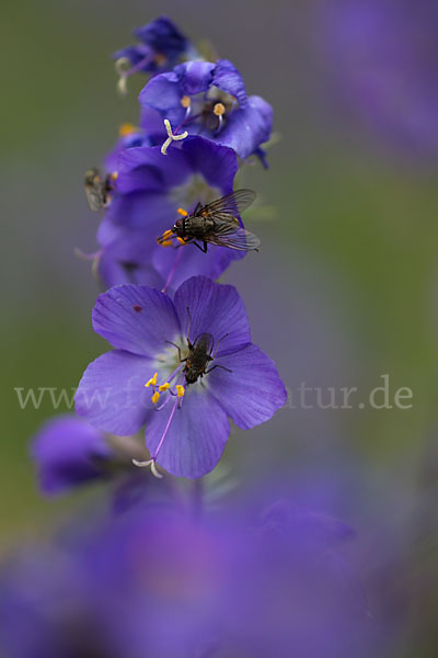 Blaue Himmelsleiter (Polemonium caeruleum)