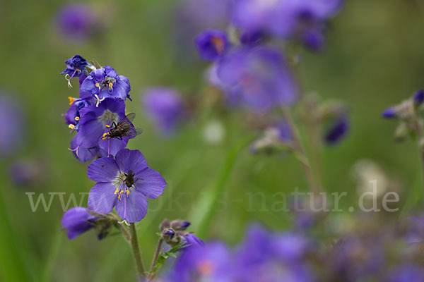 Blaue Himmelsleiter (Polemonium caeruleum)