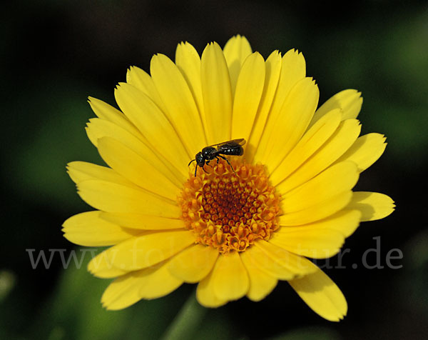 Blaue Keulhornbiene (Ceratina cyanea)