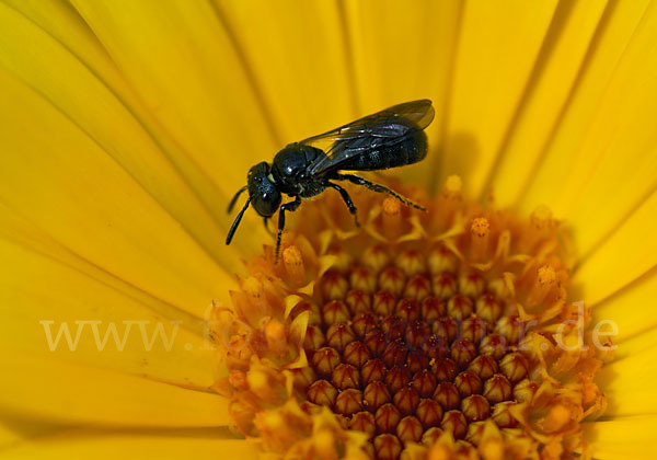 Blaue Keulhornbiene (Ceratina cyanea)