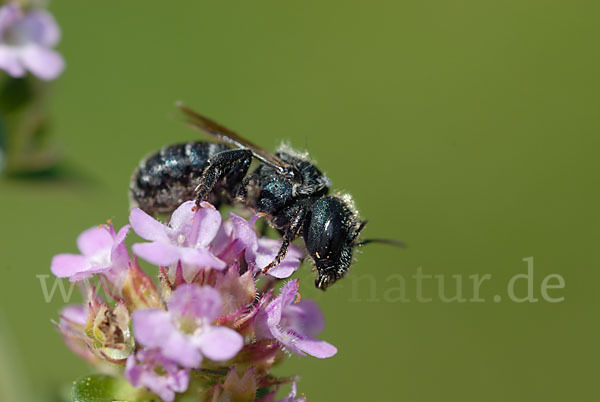 Blaue Mauerbiene (Osmia caerulescens)