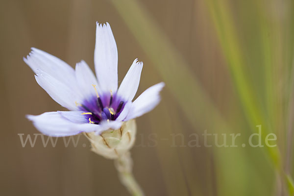 Blaue Rasselblume (Catananche caerulea)