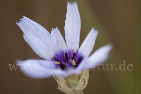 Blaue Rasselblume (Catananche caerulea)