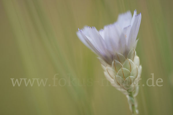 Blaue Rasselblume (Catananche caerulea)