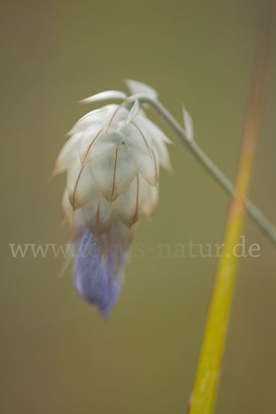 Blaue Rasselblume (Catananche caerulea)