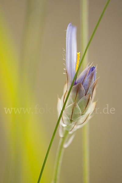 Blaue Rasselblume (Catananche caerulea)