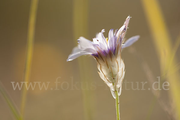 Blaue Rasselblume (Catananche caerulea)